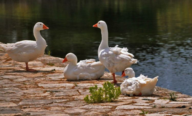 小狐科技X普贊農(nóng)業(yè)：用科學(xué)的方法，養(yǎng)一只沒有“體味”的鴨